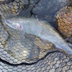 念願のロックトラウト